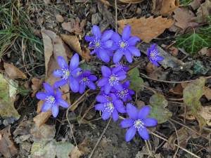 Gartenhotel Moser travel.mosi-unterwegs.de