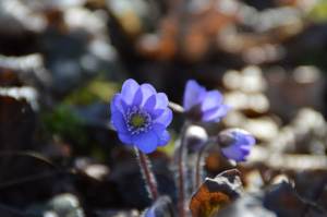Gartenhotel Moser travel.mosi-unterwegs.de