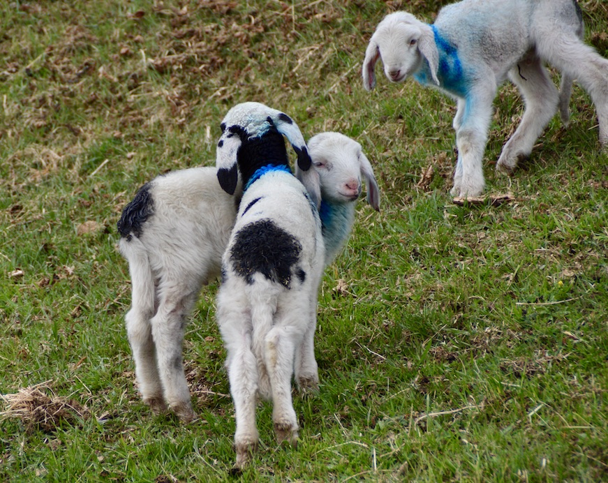 Meran - Südtirol - GenussReise.blog