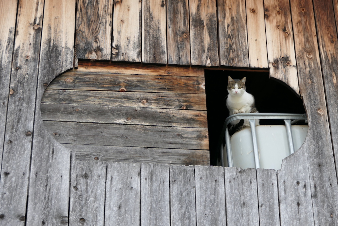 Tillga Glück Obertilliach - GenussReise.blog