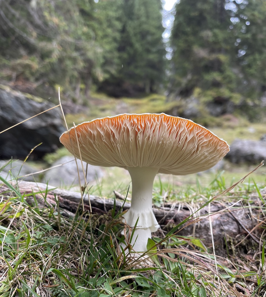 Tillga Glück Obertilliach - GenussReise.blog