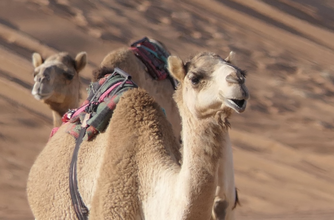 Oman - GenussReise.blog