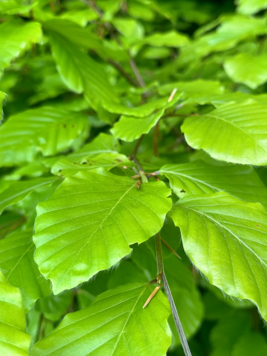 EDLGÜTL Ferienhaus & Chalet - GenussReise.blog