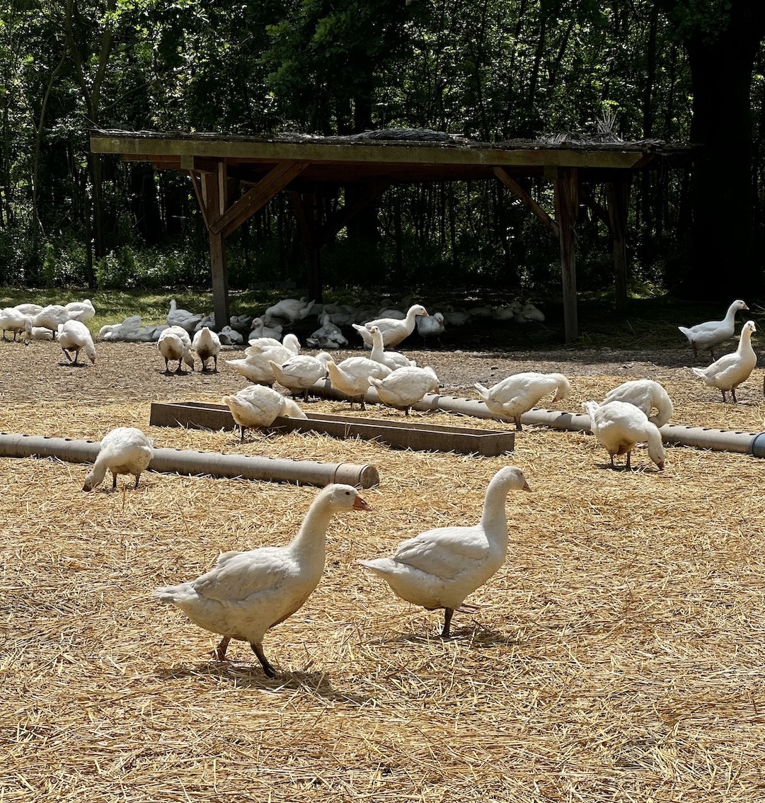 VILA VITA PANNONIA - GenussReise.blog