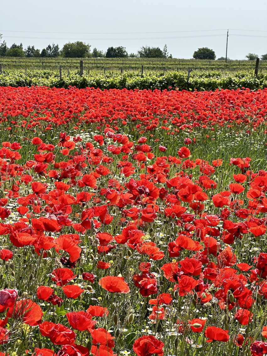 VILA VITA PANNONIA - GenussReise.blog