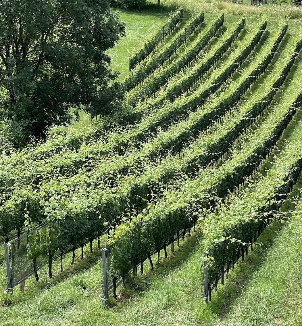 Hotel Fräulein Leni - GenussReise.blog