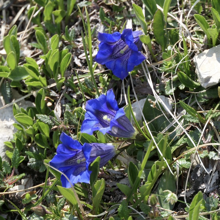 Hotel Sonnenhof Tannheimer Tal - GeussReise.blog