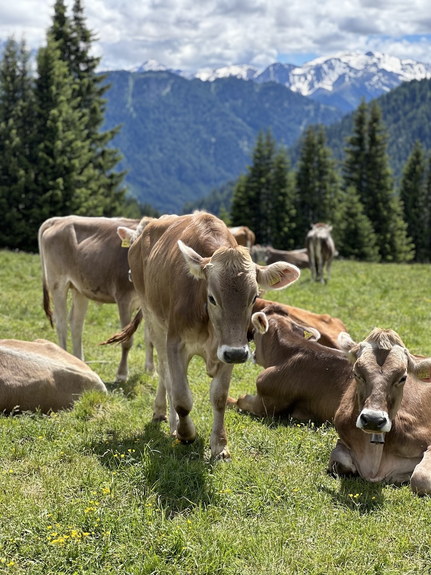 Naturlodge Ladis - GenussReise.blog