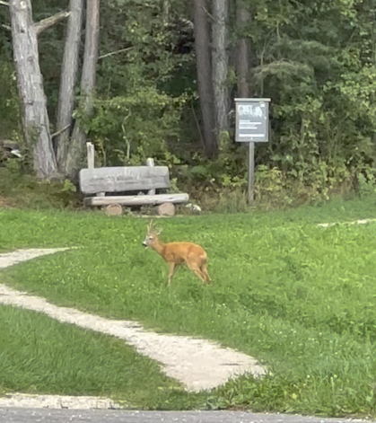 Hotel Gfell Südtirol - GenussReise.blog