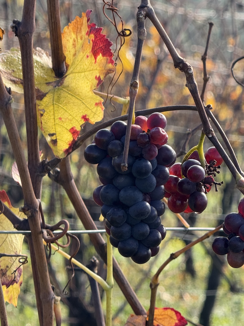 Hotel Ritter Durbach - GenussReise.blog